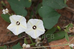 Ipomoea obscura